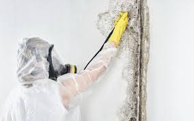 Best Forensic Mold Investigation  in East Liverpool, OH